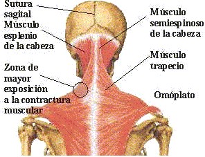 foto de ficha