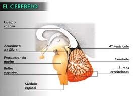 foto de ficha